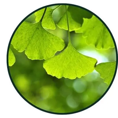 Ginkgo Biloba Powder