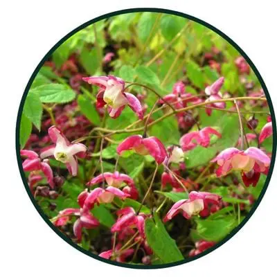 Horny Goat Weed Extract