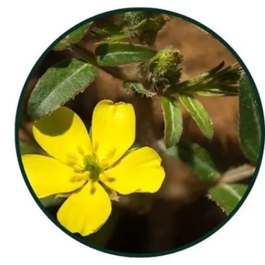 Tribulus Terrestris Extract